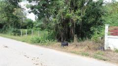 ที่ดินติดแม่น้ำแควใหญ่ กาญจนบุรี 5-3-66 ไร่-202506131330481749796248551.jpg