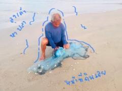 ที่ติดทะเลหายาก ติดหาดยาว 47 +20 เมตร 1 ไร่ 3 ล้านบาท-202506142327051749918425882.jpg