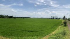 ขายที่ดินสวย 40 ไร่ อ.เสนา จ.พระนครศรีอยุธยา-202506171035461750131346803.jpg
