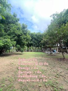 ขายที่ดิน อ.เมืองเชียงใหม่ ติดริมแม่น้ำคาว เนื้อที่ 300 ตรว.-202506171333031750141983885.jpg