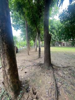 ขายที่ดิน อ.เมืองเชียงใหม่ ติดริมแม่น้ำคาว เนื้อที่ 300 ตรว.-202506171333041750141984392.jpg