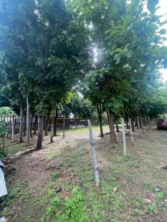ขายที่ดิน อ.เมืองเชียงใหม่ ติดริมแม่น้ำคาว เนื้อที่ 300 ตรว.-202506171333061750141986942.jpg