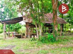 ขายที่ดิน เนื้อที่ 2 งาน 17.2 ตร.วา ท่าบ่อ หนองคาย-202506181211351750223495448.jpg