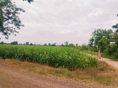 [ขาย] ที่ดินเปล่า แบ่งขาย 1-2 ไร่ | วิวภูเขา 360° | โฉนดครุฑแดง | ต.หนองแขม โคกสำโรง ลพบุรี | เริ่มต้น 280,000 บาท/ไร่