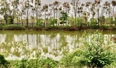 ขายบ้านสวน 7-3-36 ไร่ พร้อมไม้ยืนต้น อำเภอวิเชียรบุรี จังหวัดเพชรบูรณ์-202506201304471750399487840.jpeg