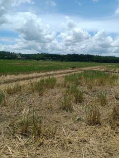 ขายที่ดิน 14 ไร่ 37 ตร.ว. ติดถนน โฉนดครุฑแดง พร้อมโอน ใกล้สถานที่ท่องเที่ยว  อำเภอเวียงป่าเป้า จังหวัดเชียงราย-202506201317561750400276748.jpg