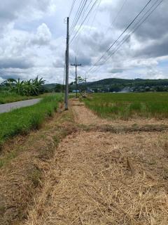ขายที่ดิน 14 ไร่ 37 ตร.ว. ติดถนน โฉนดครุฑแดง พร้อมโอน ใกล้สถานที่ท่องเที่ยว  อำเภอเวียงป่าเป้า จังหวัดเชียงราย-202506201317571750400277853.jpg