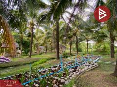 ขายที่ดินพร้อมกิจการ เนื้อที่ 11 ไร่ 62.5 ตร.วา พญาขัน พัทลุง-202506201731501750415510123.jpg