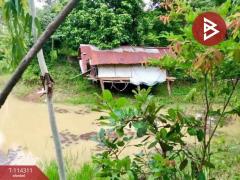 ขายที่ดิน เนื้อที่ 2 งาน 17.2 ตร.วา ท่าบ่อ หนองคาย-202506221112481750565568487.jpg