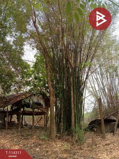 ขายที่ดิน เนื้อที่ 2 งาน 17.2 ตร.วา ท่าบ่อ หนองคาย-202506221112501750565570830.jpg