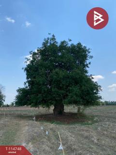 ขายที่ดิน เนื้อที่ 44 ไร่ 2 งาน 57 ตร.วา หันคา ชัยนาท-202506231617291750670249691.jpg