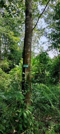  ที่ดินบ่อไร่ ตราด 103 ไร่-202506241321061750746066721.jpg