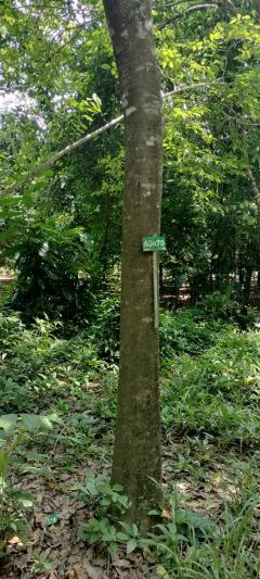  ที่ดินบ่อไร่ ตราด 103 ไร่-202506241321081750746068182.jpg