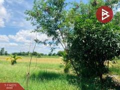 ขายที่ดิน เนื้อที่ 15 ไร่ ทำเลดี ต.หนองนางนวล อ.หนองฉาง จ.อุทัยธานี-202506261346181750920378206.jpg