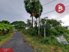 ขายที่ดิน เนื้อที่ 51 ตร.วา ไทรน้อย นนทบุรี-202506261638411750930721152.jpg