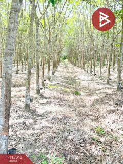 ขายที่ดิน เนื้อที่ 8 ไร่ 3 งาน 19 ตร.วา ร่อนพิบูลย์ นครศรีธรรมราช-202506261755521750935352679.jpg
