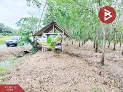 ขายที่ดิน เนื้อที่ 8 ไร่ 3 งาน 19 ตร.วา ร่อนพิบูลย์ นครศรีธรรมราช-202506261755531750935353861.jpg