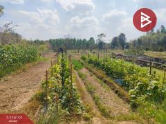 ขายที่ดิน เนื้อที่ 10 ไร่ กบินทร์บุรี ปราจีนบุรี-202506271409001751008140895.jpg