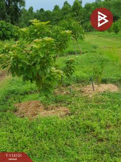 ขายที่ดิน เนื้อที่ 10 ไร่ กบินทร์บุรี ปราจีนบุรี-202506271409011751008141479.jpg