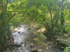 ขาย ที่ดิน เขาใหญ่ ต.พญาเย็น อ.ปากช่อง 6 ไร่ ที่ติดคลอง มีน้ำไหลผ่านตลอดปี-202506271839431751024383738.jpg