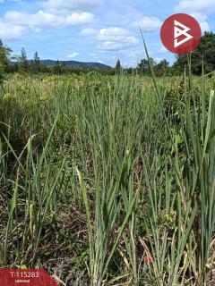 ขายที่ดิน เนื้อที่ 10 ไร่ 52 ตร.วา สวนผึ้ง ราชบุรี-202506291201251751173285052.jpg