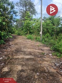 ขายที่ดิน เนื้อที่ 1 ไร่ เทิง เชียงราย-202506291408531751180934000.jpg