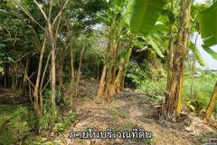 ขายที่ดินติดแม่น้ำท่าจีน อ.สามพราน จ.นครปฐม อยู่ใกล้สวนสามพราน -202507020844251751420665087.jpg