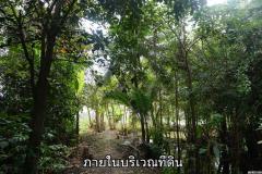 ขายที่ดินติดแม่น้ำท่าจีน อ.สามพราน จ.นครปฐม อยู่ใกล้สวนสามพราน -202507020844261751420666159.jpg