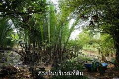 ขายที่ดินติดแม่น้ำท่าจีน อ.สามพราน จ.นครปฐม อยู่ใกล้สวนสามพราน -202507020844261751420666702.jpg