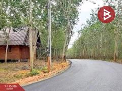 ขายที่ดิน เนื้อที่ 15 ไร่ 2 งาน 27 ตร.วา ปัว น่าน-202507020940091751424009434.jpg