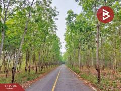 ขายที่ดิน เนื้อที่ 15 ไร่ 2 งาน 27 ตร.วา ปัว น่าน-202507020940131751424013400.jpg