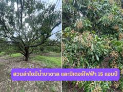 ขายที่ดิน 2 ไร่ 109 ตรว. ริมถนนเลี่ยงเมืองสันป่าตอง-หางดง-202507021106041751429164691.jpg