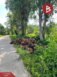 ขายที่ดินพร้อมสวนปาล์ม เนื้อที่ 12 ไร่ 3 งาน 82 ตร.วา เชียรใหญ่ นครศรีธรรมราช-202507021523591751444639433.jpg
