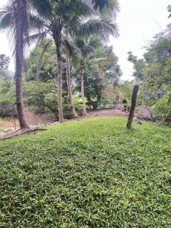 ขาย บ้านสวน 4 ไร่ 2 งาน ตำบลซับจำปา อำเภอท่าหลวง จังหวัดลพบุรี-202507031257201751522240082.jpg