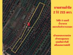 ขายสวนลำไย 2 ไร่ 215 ตรว. ต.ทุ่งปี้ อ.แม่วาง จ.เชียงใหม่-202507031317361751523456198.jpg