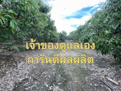 ขายสวนลำไย 2 ไร่ 215 ตรว. ต.ทุ่งปี้ อ.แม่วาง จ.เชียงใหม่-202507031317371751523457956.jpg