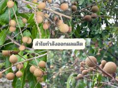 ขายสวนลำไย 2 ไร่ 215 ตรว. ต.ทุ่งปี้ อ.แม่วาง จ.เชียงใหม่-202507031317391751523459747.jpg