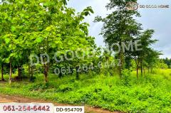DD-954709 ที่ดินศาลาลำดวน 3 ไร่ 69.5 ตร.ว. สระแก้ว ใกล้โรงเรียนบ้านท่าช้าง-202507031348361751525316689.jpg