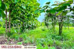 DD-954709 ที่ดินศาลาลำดวน 3 ไร่ 69.5 ตร.ว. สระแก้ว ใกล้โรงเรียนบ้านท่าช้าง-202507031348371751525317725.jpg