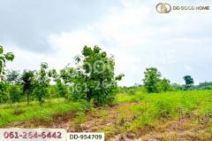 DD-954709 ที่ดินศาลาลำดวน 3 ไร่ 69.5 ตร.ว. สระแก้ว ใกล้โรงเรียนบ้านท่าช้าง-202507031348381751525318883.jpg