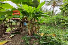 ที่ดินเปล่า ท่านัด-ดำเนินสะดวก เนื้อที่ 137 ตร.ว (ใกล้โรงพยาบาลส่งเสริมสุขภาพตำบลท่านัด) ตำบลท่านัด อำเภอดำเนินสะดวก จังหวัดราชบุรี-202507041457151751615835519.jpg