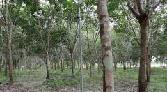 ขายที่ดิน (โฉนด) จังหวัดน่าน พื้นที่ 25 ไร่ *ใกล้สนามบิน 1 กม.-202507052013311751721211201.jpg