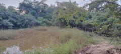 เช่าหรือซื้อยังไงก็คุ้ม ขายที่สวยติดทางหลวง1107 บ้านตาก จ.ตาก คมนาคมสะดวก ไร่ละ 300000 ต.ตากตก อ.บ้านตาก  จ.ตาก  0837124115