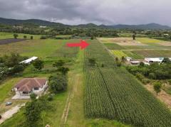 ขายที่ดินเขาใหญ่ ปากช่อง ใกล้เซเว่น เพียง 5 กม. คุณโอ๋ 098-097-8715