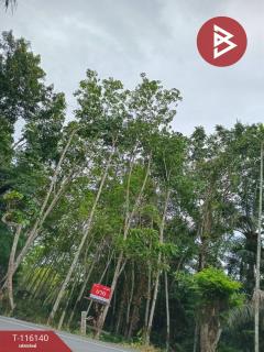 ขายที่ดิน เนื้อที่ 3 ไร่ 3 งาน 95.0 ตร.วา พระพรหม นครศรีธรรมราช-202507091423351752045815708.jpg