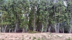 ที่ดินพร้อมสวนป่ายูคาลิปตัส 20-0-18 ไร่ (2แปลงติดกัน) ต.สันป่าตอง อ.นาเชือก จ.มหาสารคาม-202507101336141752129374899.jpg