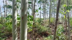 ที่ดินพร้อมสวนป่ายูคาลิปตัส 20-0-18 ไร่ (2แปลงติดกัน) ต.สันป่าตอง อ.นาเชือก จ.มหาสารคาม-202507101336151752129375913.jpg