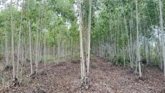 ที่ดินพร้อมสวนป่ายูคาลิปตัส 20-0-18 ไร่ (2แปลงติดกัน) ต.สันป่าตอง อ.นาเชือก จ.มหาสารคาม-202507101336161752129376417.jpg