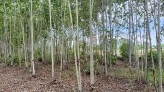 ที่ดินพร้อมสวนป่ายูคาลิปตัส 20-0-18 ไร่ (2แปลงติดกัน) ต.สันป่าตอง อ.นาเชือก จ.มหาสารคาม-202507101336161752129376923.jpg