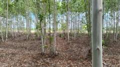 ที่ดินพร้อมสวนป่ายูคาลิปตัส 20-0-18 ไร่ (2แปลงติดกัน) ต.สันป่าตอง อ.นาเชือก จ.มหาสารคาม-202507101336171752129377437.jpg